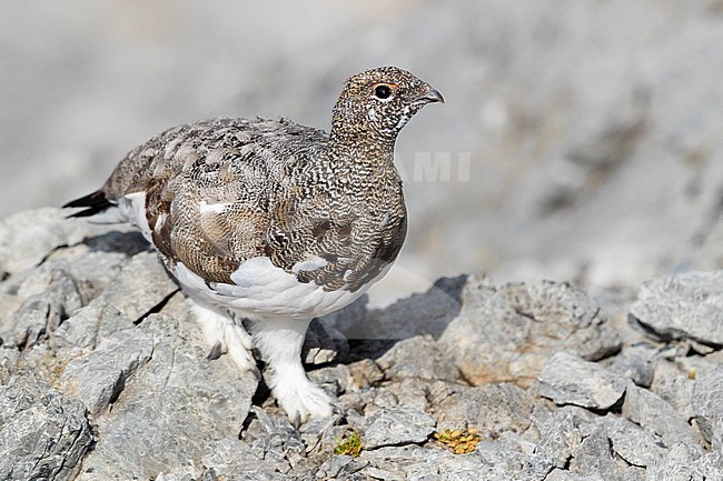 Rock Ptarmigan (Lagopus muta), adult standing on a rocky terrain, Trentino-Alto Adige, Italy stock-image by Agami/Saverio Gatto,