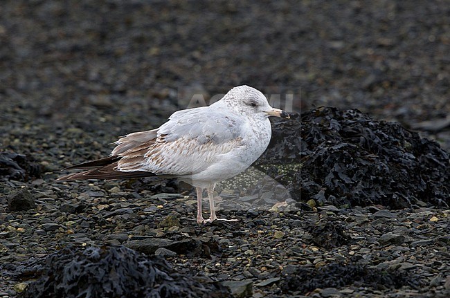 Immature Ring-billed Gull (Larus delawarensis) standing along the shoreline. stock-image by Agami/Hugh Harrop,