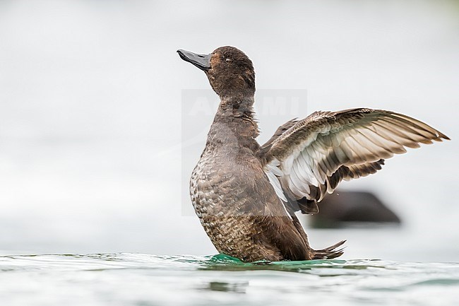 Female New Zealand Scaup (Aythya novaeseelandiae) flapping wings in Lake Tapo, Tapo, New Zealand North Island. In Maori it is commonly known as Papango, Matapouri, Titiporangi or Raipo. stock-image by Agami/Rafael Armada,