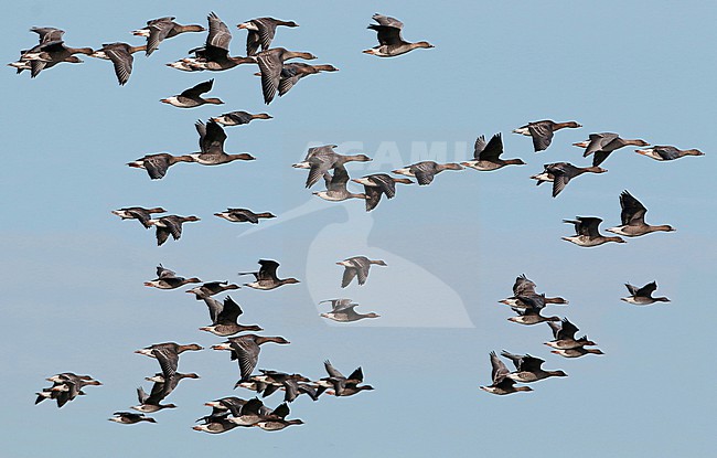 Tundra Bean Goose, Anser serrirostris stock-image by Agami/Fred Visscher,