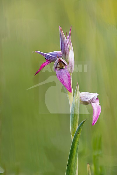  stock-image by Agami/Rob Riemer,