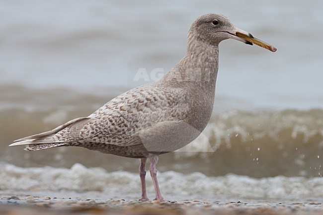 Eerste winter Grote Burgemeester foeragerend op amerikaanse zwaardschede; First winter Glaucous Gull foraging on American razor clam stock-image by Agami/Arnold Meijer,