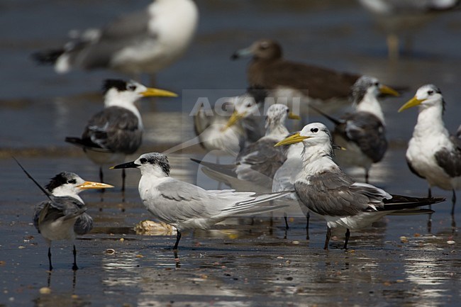 Grote stern in groep met Grote Kuifstern; Sandwich Tern together with Swift Tern stock-image by Agami/Daniele Occhiato,