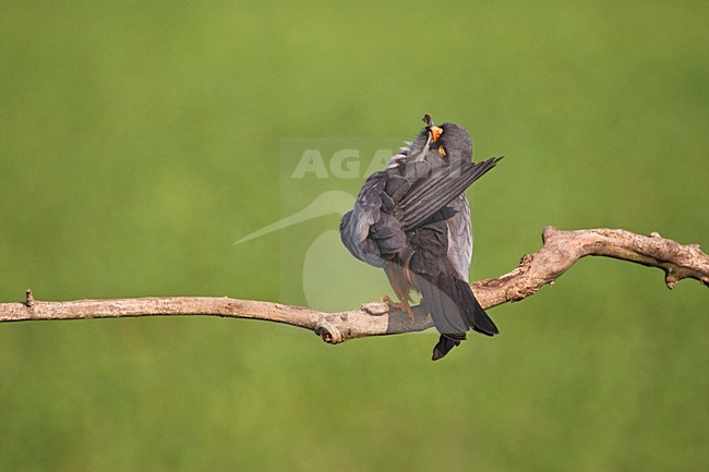 Roodpootvalk, Red-Footed Falcon, Falco vespertinus stock-image by Agami/Marc Guyt,