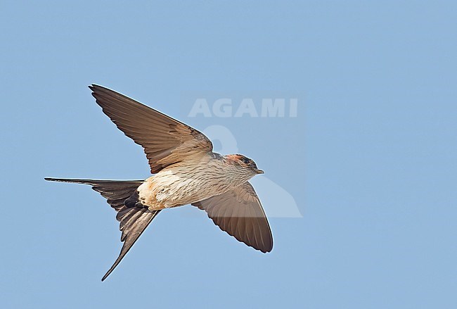 Eastern Red-rumped Swallow (Cecropis daurica japonica) Happy Island China. Also known as Lesser Striated Swallow. stock-image by Agami/Markus Varesvuo,