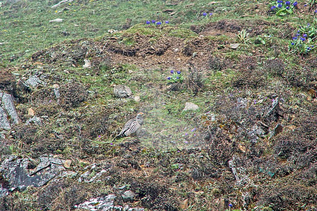 Tibetan Snowcock (Tetraogallus tibetanus) in Sichuan, China. stock-image by Agami/Pete Morris,