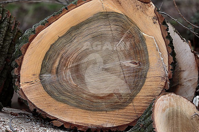 Jaarringen vertellen iets over de ouderdom van de omgezaagde boom. Annual rings tell something about the age of the felled tree stock-image by Agami/Jacques van der Neut,