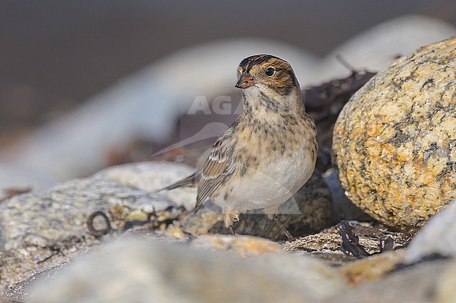 Portrait d'un bruant lapon (Calcarius lapponicus) dans les galets et la laisse de mer. stock-image by Agami/Sylvain Reyt,