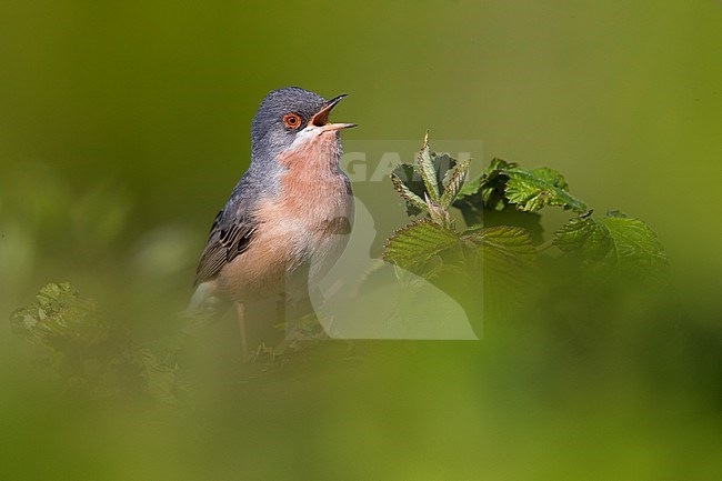 Male Moltoni's Warbler, Sylvia subalpina, in Italy. Singing from top of a bush. stock-image by Agami/Daniele Occhiato,