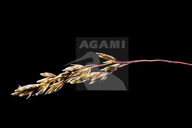 Broad-leaved Meadow-grass grass spike stock-image by Agami/Wil Leurs,