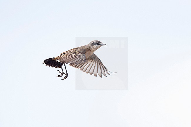 adult male buff-breasted wheatear (Oenanthe bottae), also known as Botta's wheatear or the red-breasted wheatear in flight, found in Gaysay Plains in Ethiopia stock-image by Agami/Mathias Putze,