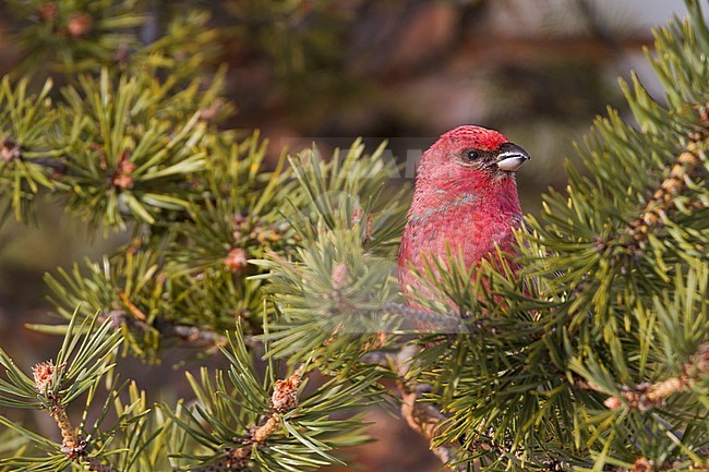 Pine Grosbeak - Hakengimpel - Pinicola enucleator, Finland, adult male stock-image by Agami/Ralph Martin,