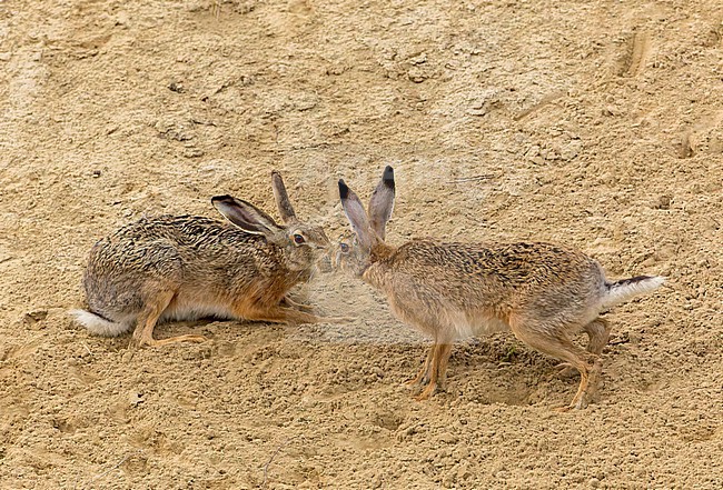 European Hares (Lepus europaeus) kissing on sandy hill in Hungary. stock-image by Agami/Marc Guyt,