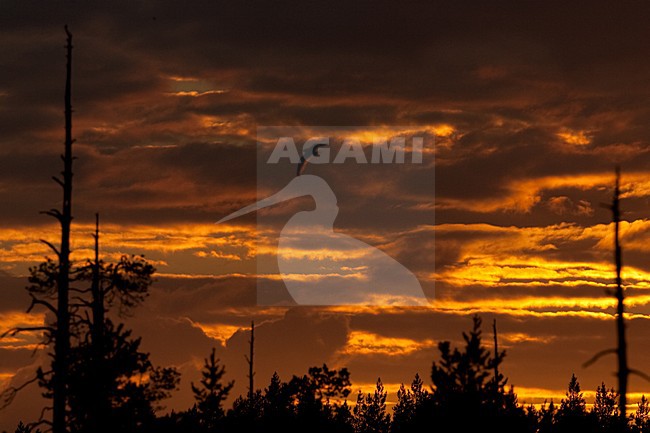 Zonsondergang Taiga Finland, Dawn Taiga Finland stock-image by Agami/Menno van Duijn,