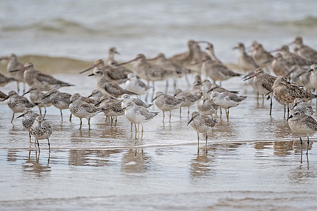 Nordmann's Greenshank (Tringa guttifer) with Great Knots (Calidris tenuirostris) at Laem Pak Bia, Thailand. stock-image by Agami/Pete Morris,
