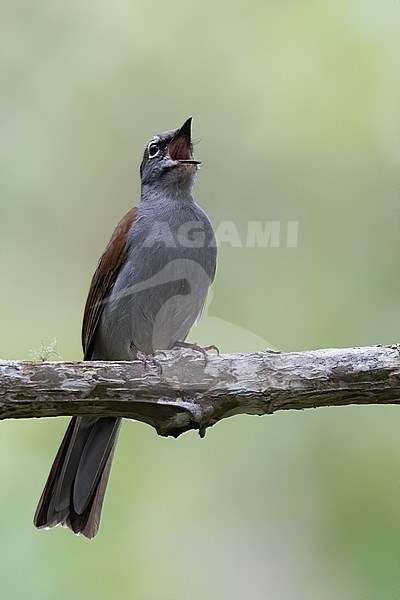 Brown-backed Solitaire (Myadestes occidentalis) perched on a branch in a semi-deciduous mountain forest in Guatemala. stock-image by Agami/Dubi Shapiro,