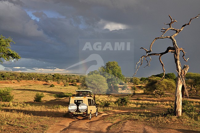 Safari in Tarangire National Park, Tanzania stock-image by Agami/Laurens Steijn,