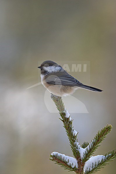 Siberian Tit perched on branch; Bruinkopmees zittend op een tak stock-image by Agami/Jari Peltomäki,