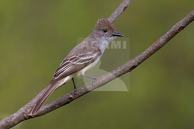 Cayennetiran, Brown-crested Flycatcher, Myiarchus tyrannulus stock-image by Agami/Dubi Shapiro,