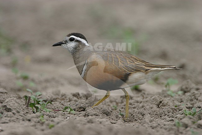  stock-image by Agami/Bas van den Boogaard,