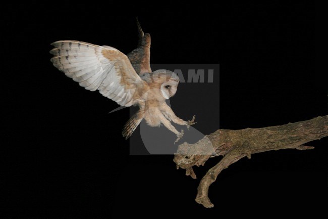 Barn Owl flying; Kerkuil vliegend stock-image by Agami/Chris van Rijswijk,