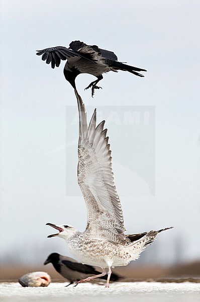 Hooded Crow (Corvus cornix) harassing a Caspian Gull (Larus cachinnans) stock-image by Agami/Bence Mate,