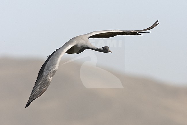 Demoiselle Crane flying; Jufferkraan vliegend stock-image by Agami/Jari Peltomäki,