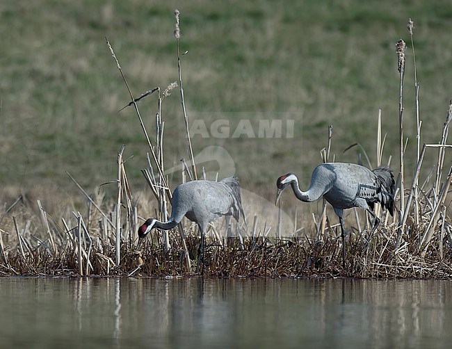 Common Cranes (Grus grus) feeding on shoreline in Finland stock-image by Agami/Kari Eischer,