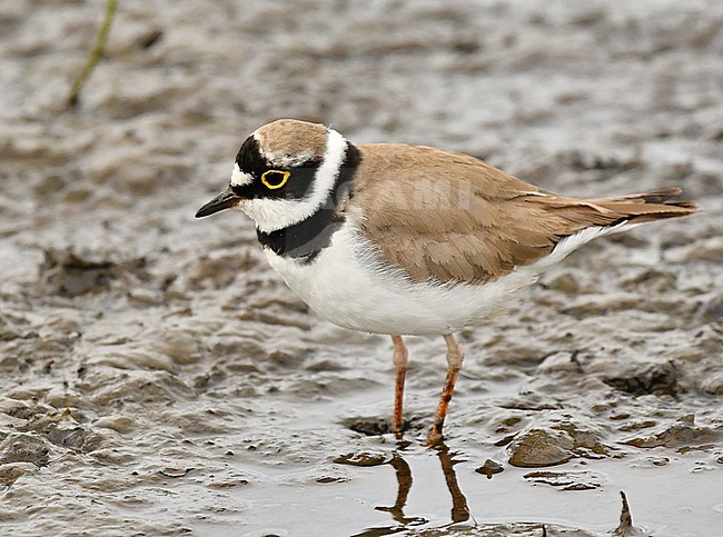 Charadrius dubius, Little Ringed Plover stock-image by Agami/Eduard Sangster,