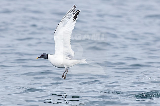  stock-image by Agami/Menno van Duijn,