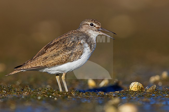 Common Sandpiper (Actitis hypoleucos), side view of an adult standing on the ground, Campania, Italy stock-image by Agami/Saverio Gatto,