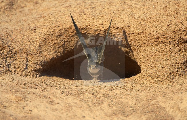 Sand Martin flying from its nest; Oeverzwaluw vliegend vanaf zijn nest stock-image by Agami/Jari Peltomäki,