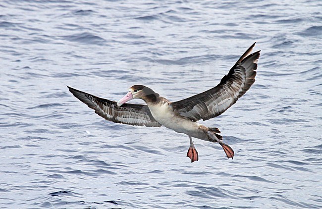 Stellers Albatros; Short-tailed Albatross stock-image by Agami/Pete Morris,