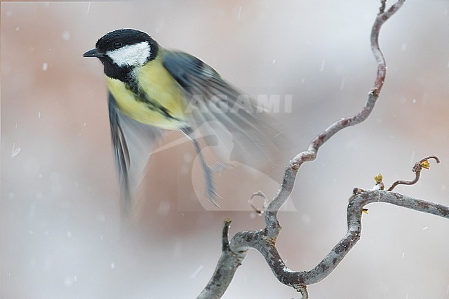 Great Tit; Parus major stock-image by Agami/Daniele Occhiato,