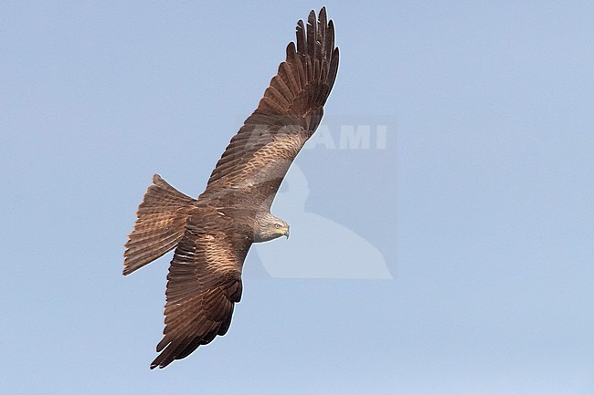 Black Kite (Milvus migrans), adult in flight seen from the above, Basilicata, Italy stock-image by Agami/Saverio Gatto,