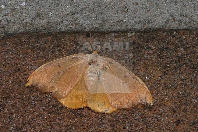 Oak Hook-tip on wall Netherlands, Gele Eenstaart op muur Nederland stock-image by Agami/Bas Haasnoot,