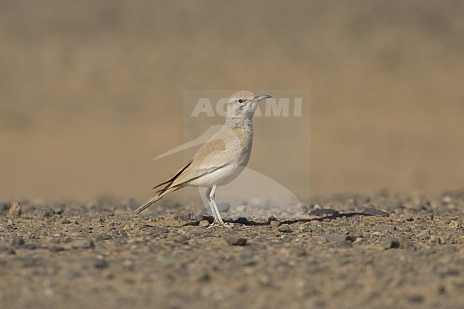 Witbandleeuwerik volwassen staand; Greater Hoopoe Lark adult standing stock-image by Agami/Daniele Occhiato,
