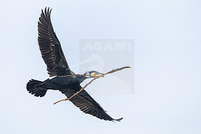 Aalscholver, Great Cormorant, Phalacrocorax carbo stock-image by Agami/Menno van Duijn,