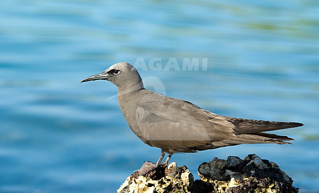 Noddy, Brown Noddy stock-image by Agami/Roy de Haas,