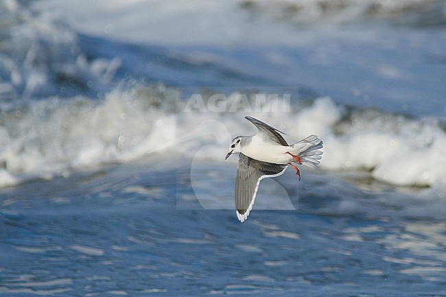 Dwergmeeuw, Little Gull, Hydrocoloeus minutu, Germany, adult winter stock-image by Agami/Ralph Martin,