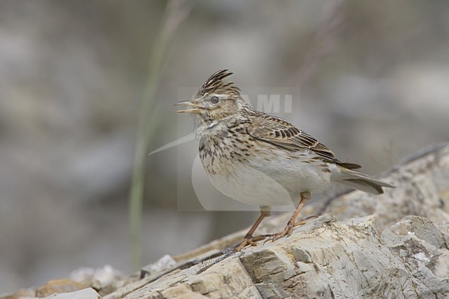 Eurasian Skylark singing; Veldleeuwerik zingend stock-image by Agami/Daniele Occhiato,