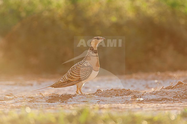 Pin-tailed Sandgrouse (Pterocles alchata) in steppes near Belchite in Spain. Female standing with backlight. stock-image by Agami/Marc Guyt,