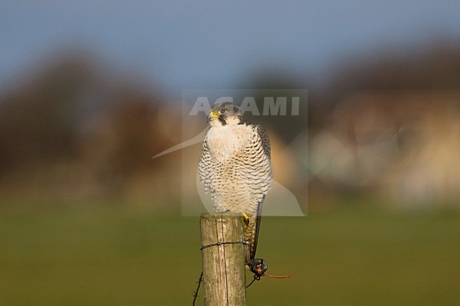 Mannetje Slechtvalk in zit; Male Peregrine Falcon perched stock-image by Agami/Arie Ouwerkerk,