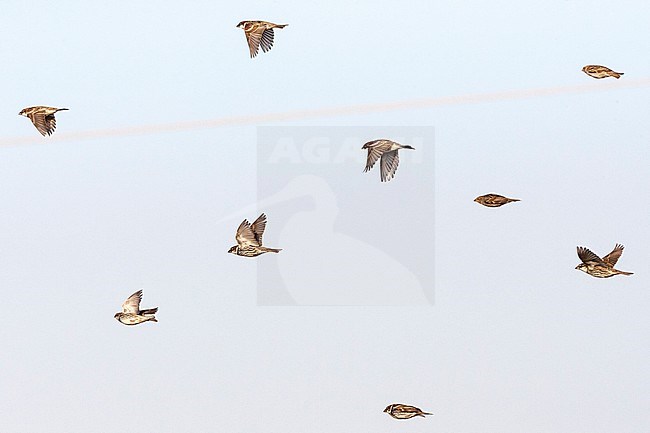 Flock of Spanish Sparrows (Passer hispaniolensis) during spring migration in southern negev, Israel. stock-image by Agami/Marc Guyt,