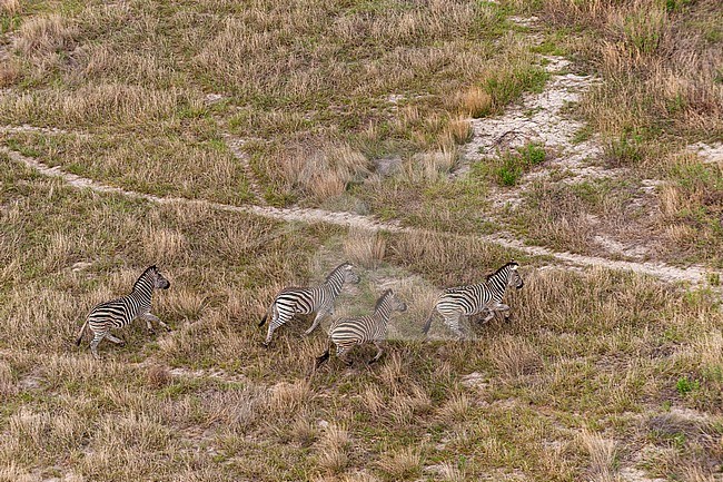 An aerial view of a group of plains zebras, Equus burchellii, running. Okavango Delta, Botswana. stock-image by Agami/Sergio Pitamitz,