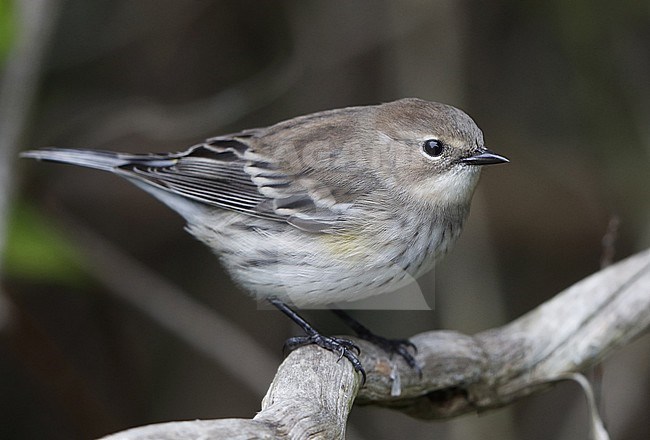 Myrtle Warbler (Setophaga coronata) during autumn migration at at Cape May, New Jersey in USA. stock-image by Agami/Helge Sorensen,