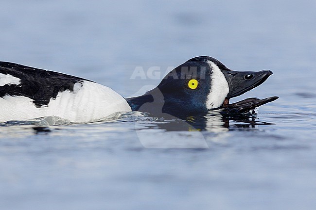Barrow's Goldeneye (Bucephala islandica), side view of an adult male displaying, Northeastern Region, Iceland stock-image by Agami/Saverio Gatto,