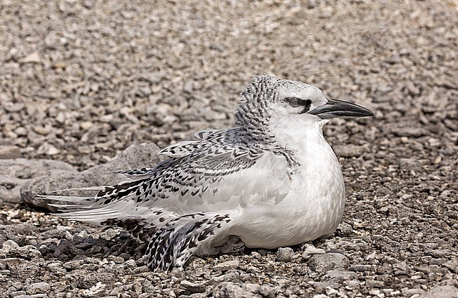 Juvenile Red-tailed Tropicbird (Phaethon rubricauda) Photographed during a Pitcairn Henderson and The Tuamotus expedition cruise. Resting on the ground. stock-image by Agami/Pete Morris,
