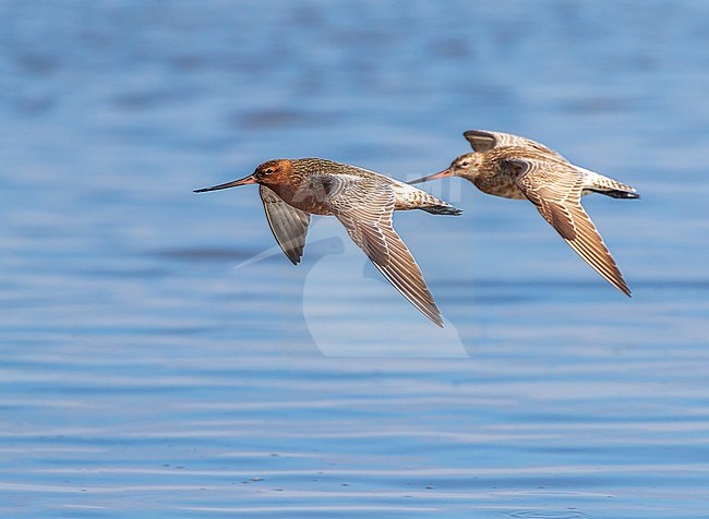 Bar-tailed Godwit, Limosa lapponica, flying over the beach of Katwijk, Netherlands. Two Godwits in spring. stock-image by Agami/Marc Guyt,
