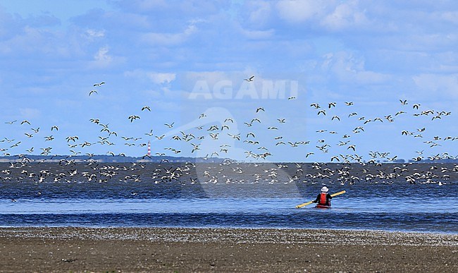 De Waddenzee is een belangrijk ruigebied voor de bergeend. Veel vogels verzamelen zich op ondiepe delen en zijn dan erg gevoelig voor verstoring, zoals kajakkers. For the Common Shelduck the Dutch Waddenzee is a very important area for moulting their feathers. A lot of birds gather on shallow locations, where a kayaker can cause a lot of disturbance. stock-image by Agami/Jacques van der Neut,